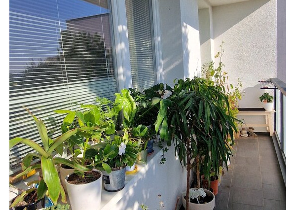 PREDANÉ - 3i byt Trebišovská Košice II, Terasa